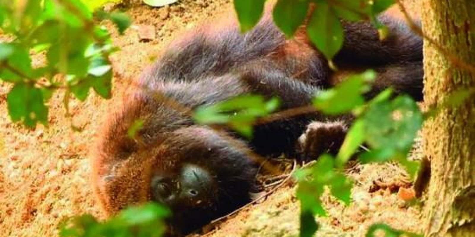 Aparecimento de macacos mortos ou doentes pode ser indicador de febre amarela 