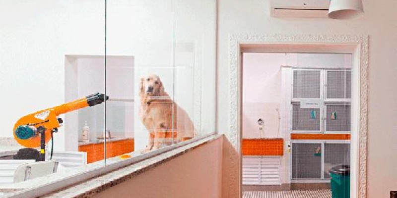Pet shops terão de tornar visíveis os serviços de banho e tosa