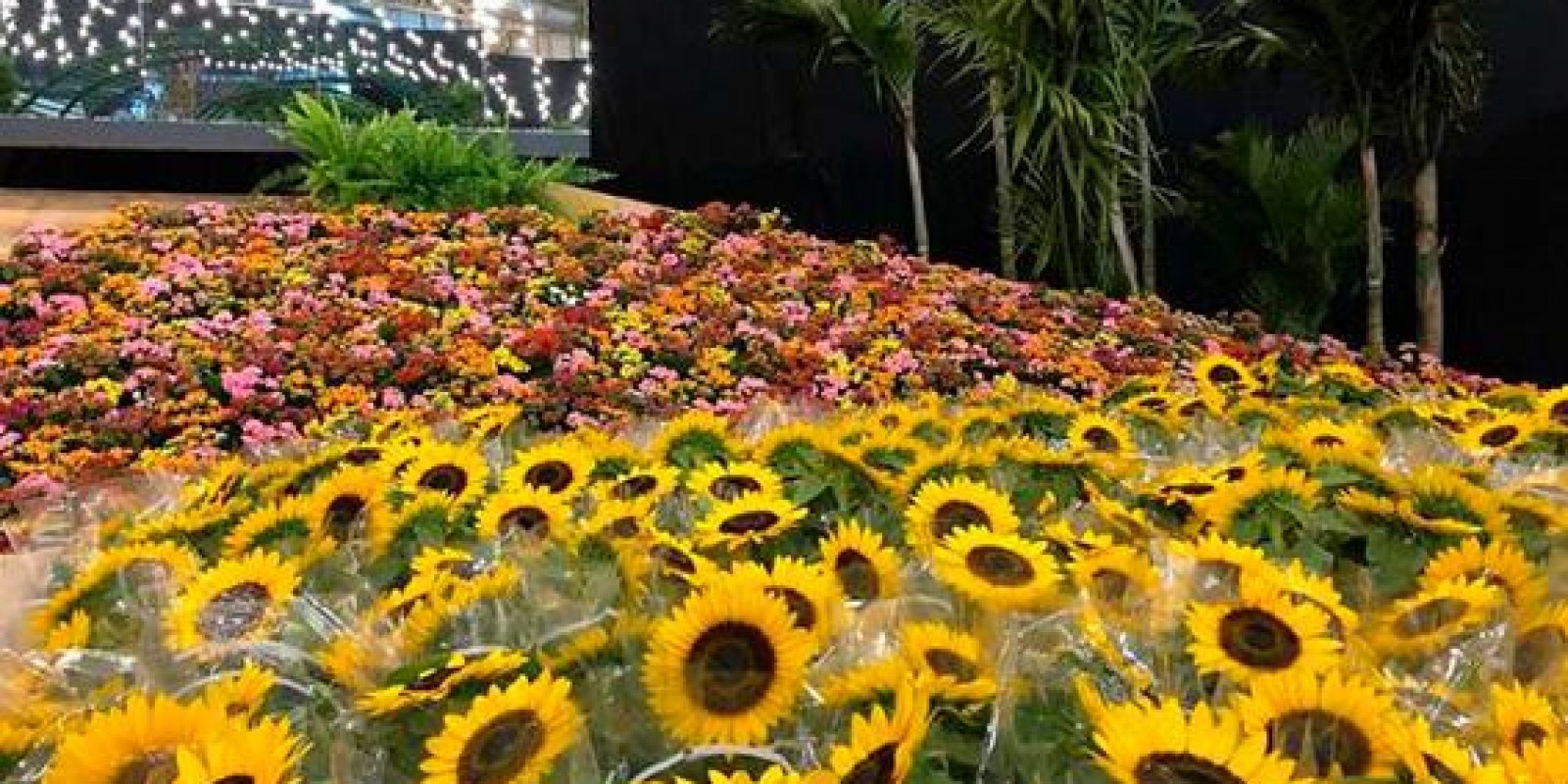 81ª Festa das Flores de Joinville começa nesta terça-feira (12) e vai até domingo (17)