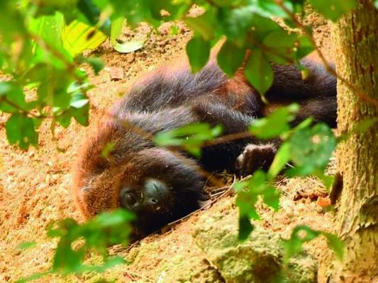 Aparecimento de macacos mortos ou doentes pode ser indicador de febre amarela 